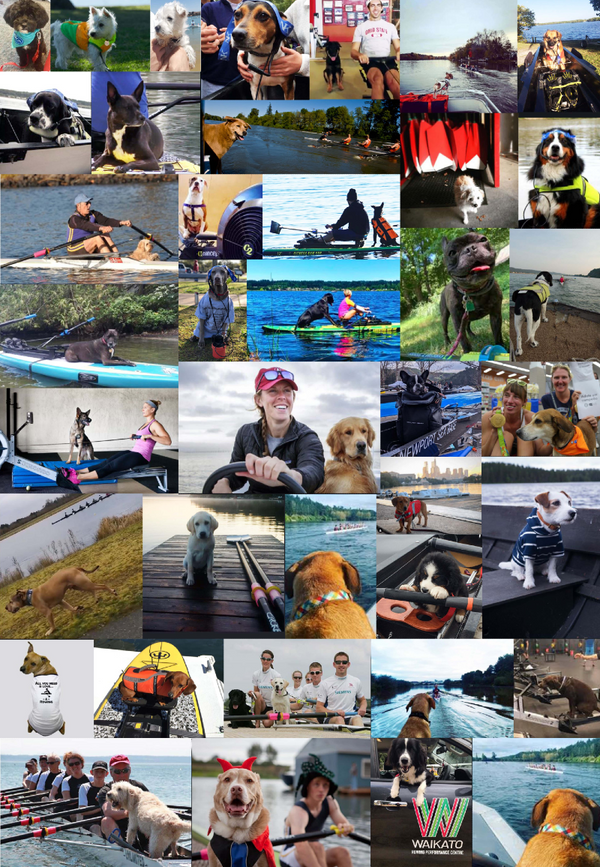 Rowing Gift Wrap - Revolution Rowing